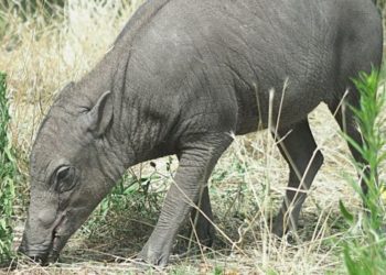 „Cei mai urâți porci de pe pământ” ajung la grădina zoologică din Londra