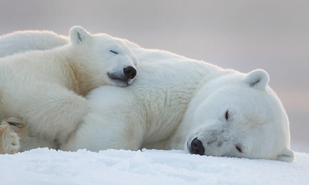 Administrația Trump pregătește licitarea petrolului în refugiul faunei sălbatice din Alaska