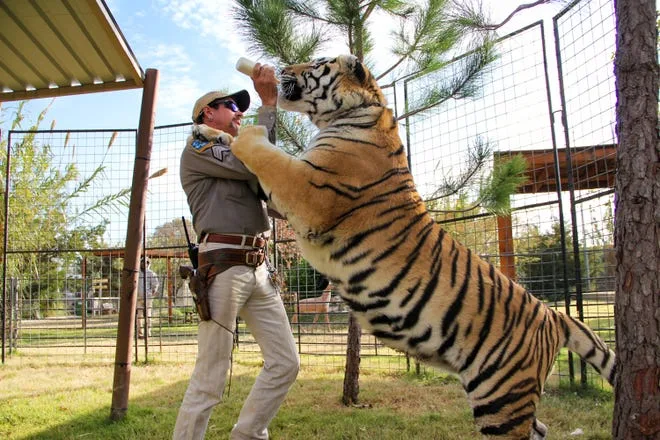 Grădina zoologică „King Tiger” se închide pe baza nerespectării drepturilor animalelor