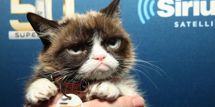 De ce a murit GRUMPY CAT. Pisicuța „morocănoasă” avea 11 milioane de fani pe internet și este prima felină care are statuie din ceară în muzeul Madame Tussauds