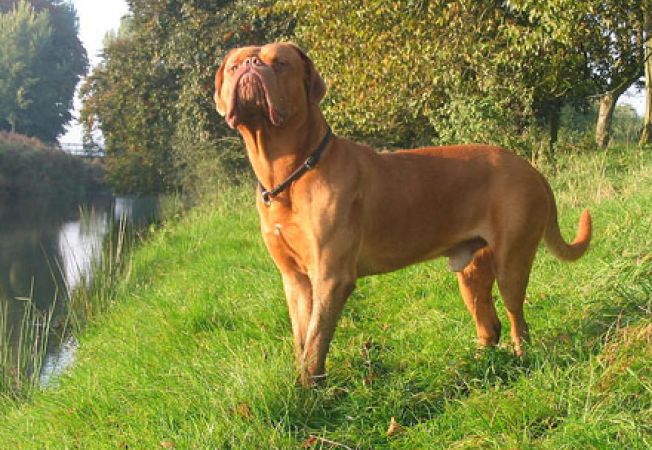 Ronda, un exemplar impozant de Dog de Bordeaux, salvat de o proteză din titan şi fibră de carbon