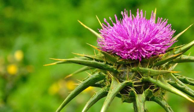 Armurariu – Silybum marianum