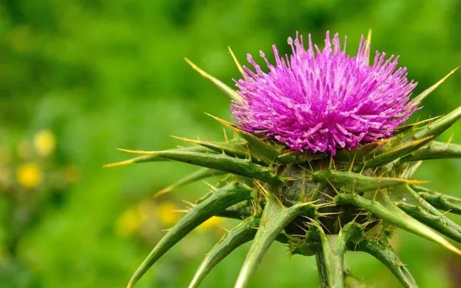 Armurariu – Silybum marianum