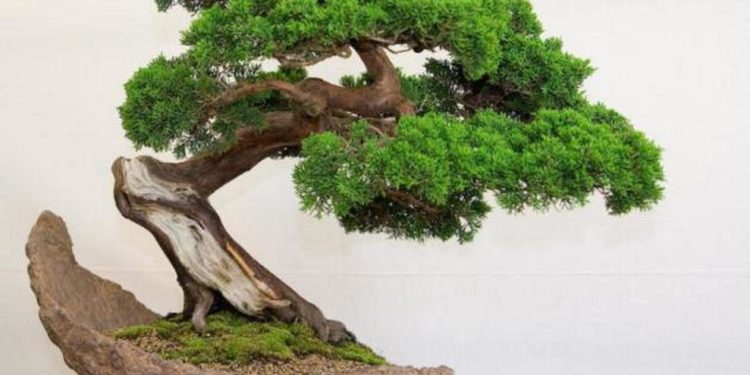 Cele mai frumoase plante fără flori