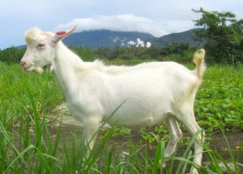 Editarea genelor pentru a produce animale de tipul „super dad”