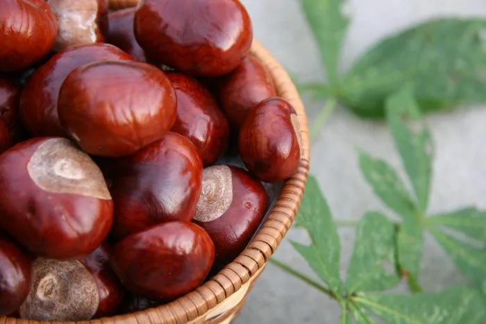 Castanele – Castanea vesca