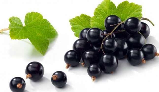 Coacăză neagră – Vaccinium Myrtillus