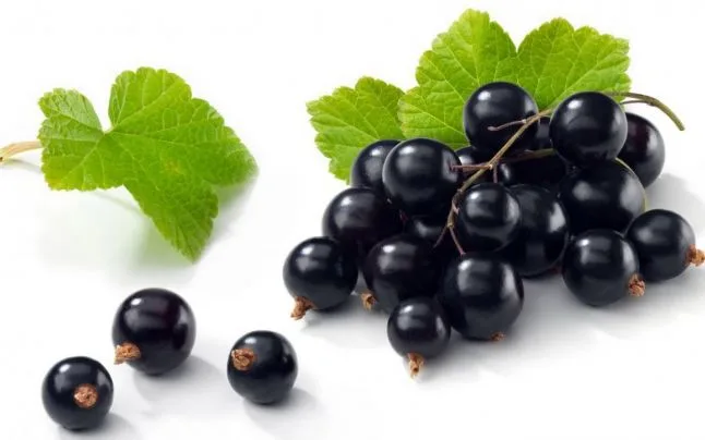 Coacăză neagră – Vaccinium Myrtillus