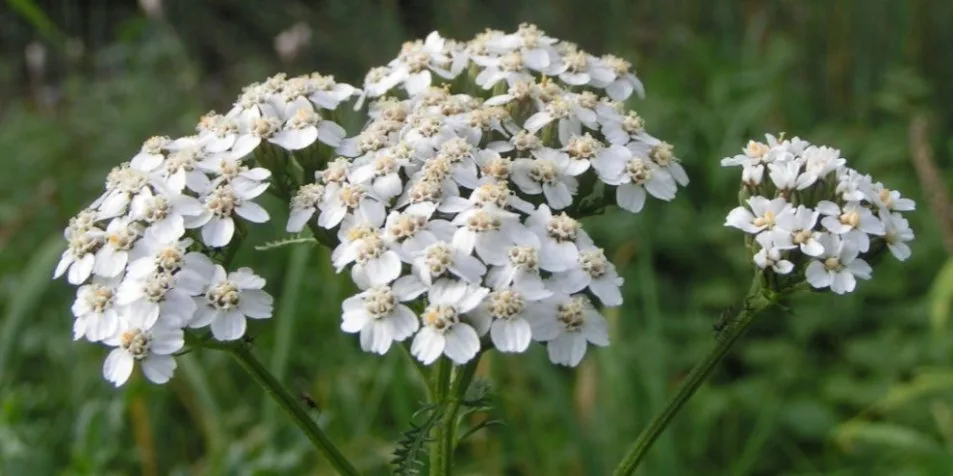 Coada Șoricelului – Achillea millefolium