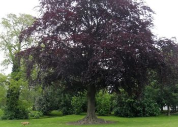 Fag – Fagus Sylvatica