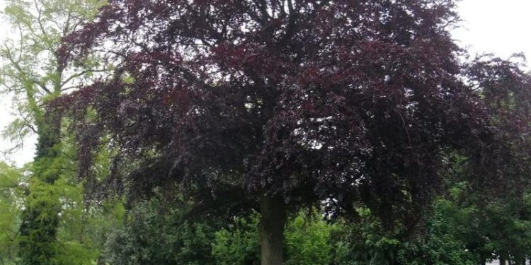 Fag – Fagus Sylvatica