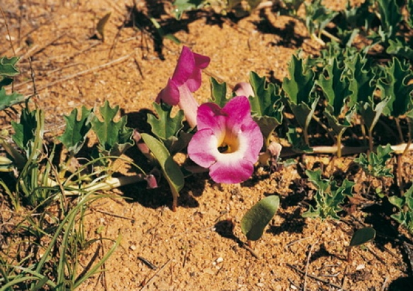 Gheara diavolului (Harpagophytum procumbens)