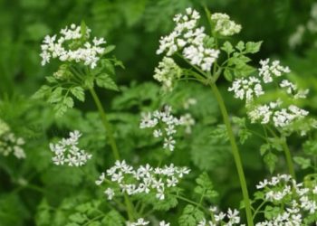 Hasmațuchi – Anthriscus cerefolium