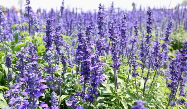 Isopul – Hyssopus officinalis