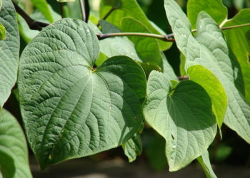 Kava kava – Piper methhysticum