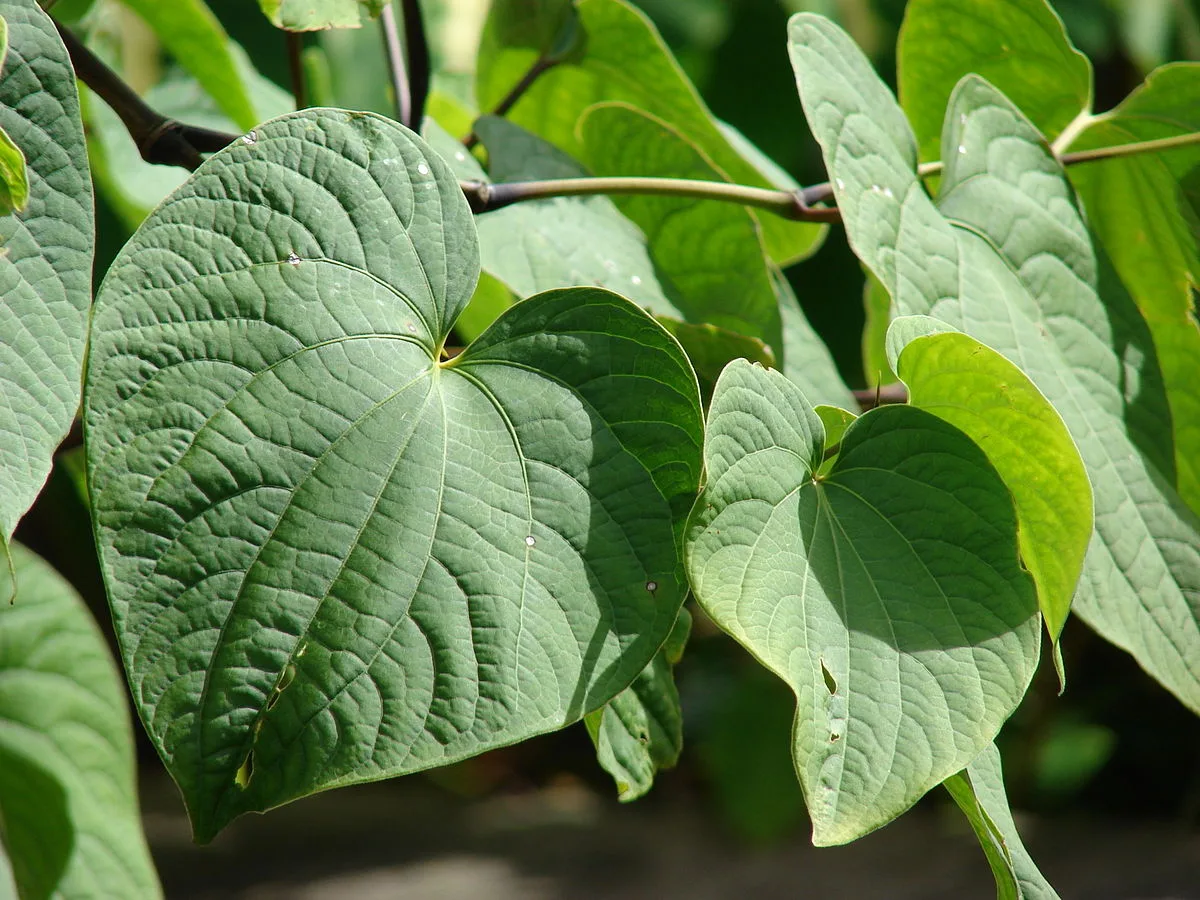 Kava kava – Piper methhysticum