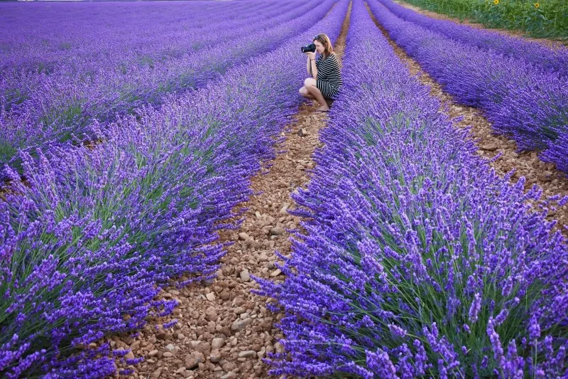 Levănțică – Levandula