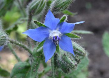 Limba-mielului – Părintele transpirației