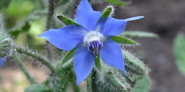 Limba-mielului – Părintele transpirației