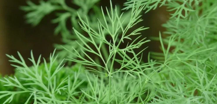Mărarul – Anethume graveolens