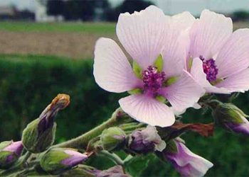 Nalba – Malva sylvestris