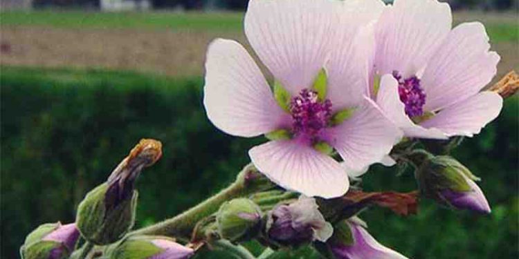 Nalba – Malva sylvestris