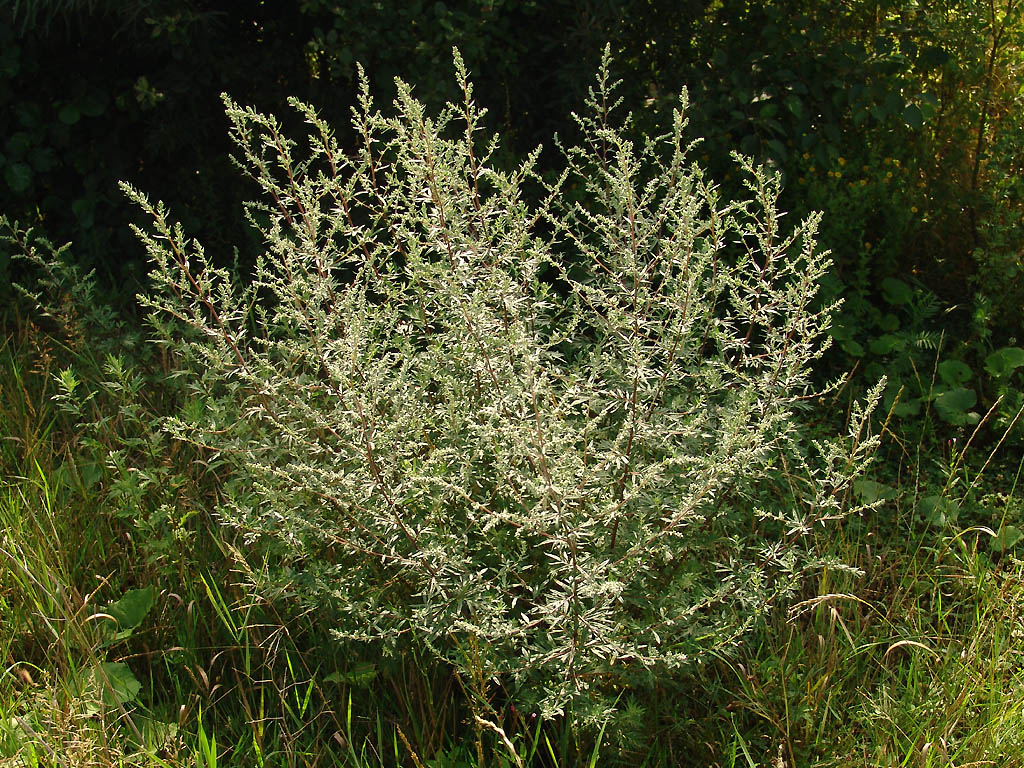 Pelinăriță – Artemisia vulgaris