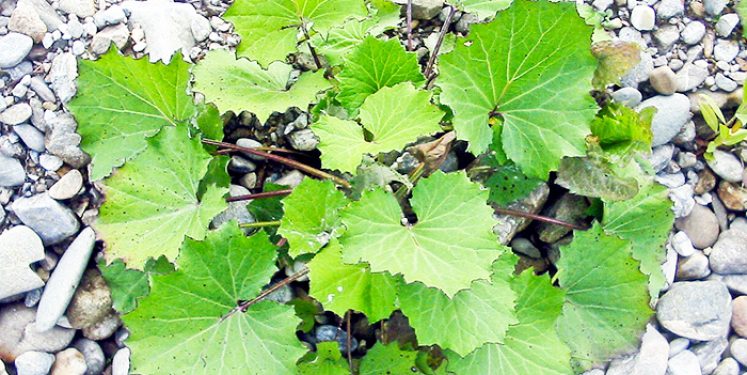 Podbal – cel ce alungă tusea