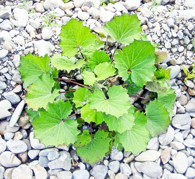 Podbal – cel ce alungă tusea