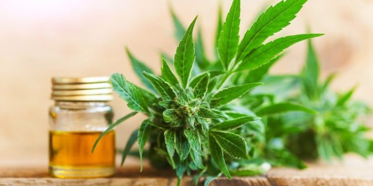 Este benefic uleiul CBD pentru pierderea în greutate?