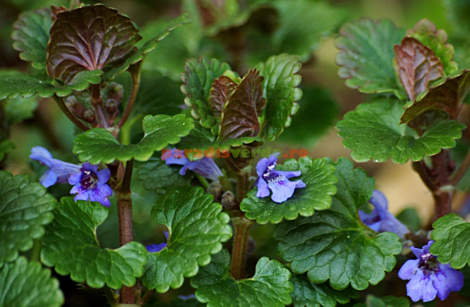 Silnicul – Glechoma hederacea