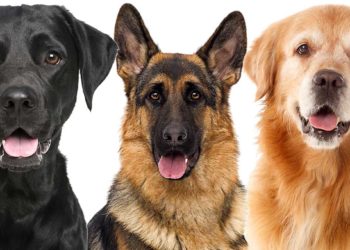 Cât timp este indicat să îţi laşi câinele singur în casă?