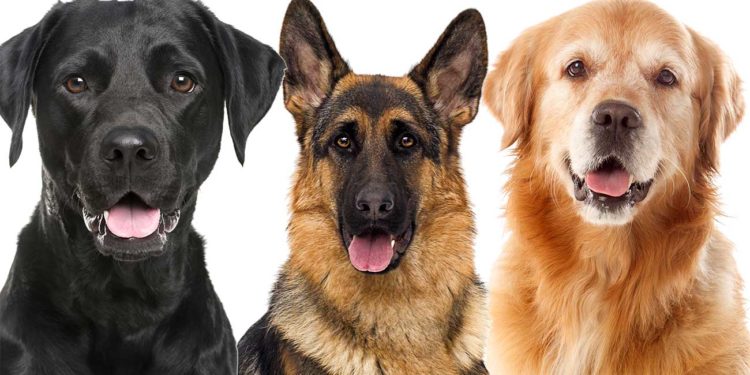 Cât timp este indicat să îţi laşi câinele singur în casă?