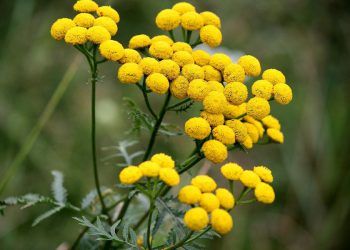 Vetrice (Tanacetum vulgare)