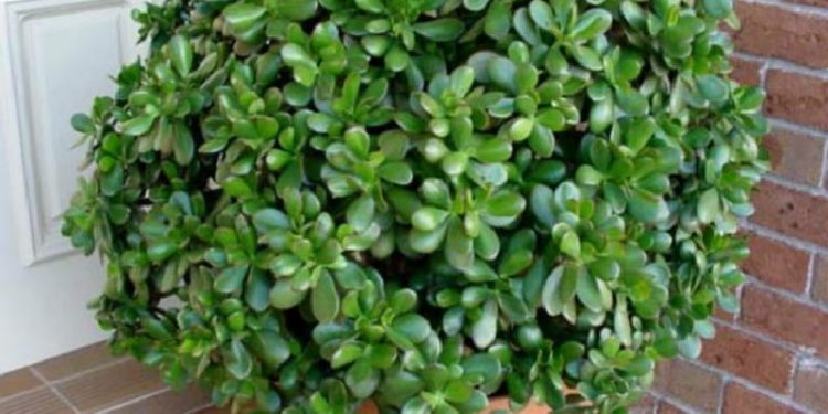 4 Plante ideale pentru camerele luminoase