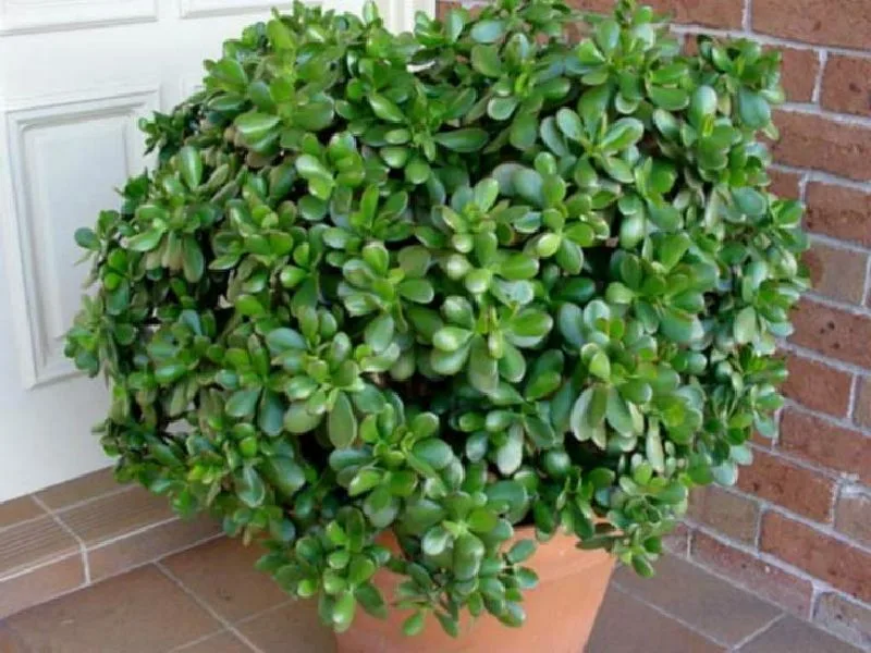 Ce plante alegem pentru apartament?