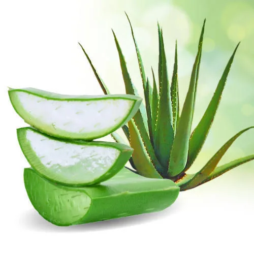 Beneficii uimitoare si intrebuintari ale plantei aloe vera