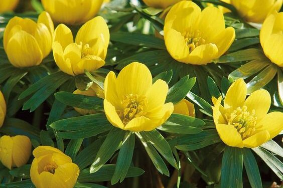 Anemona de iarnă, floarea sălbatică ușor de cultivat în grădină