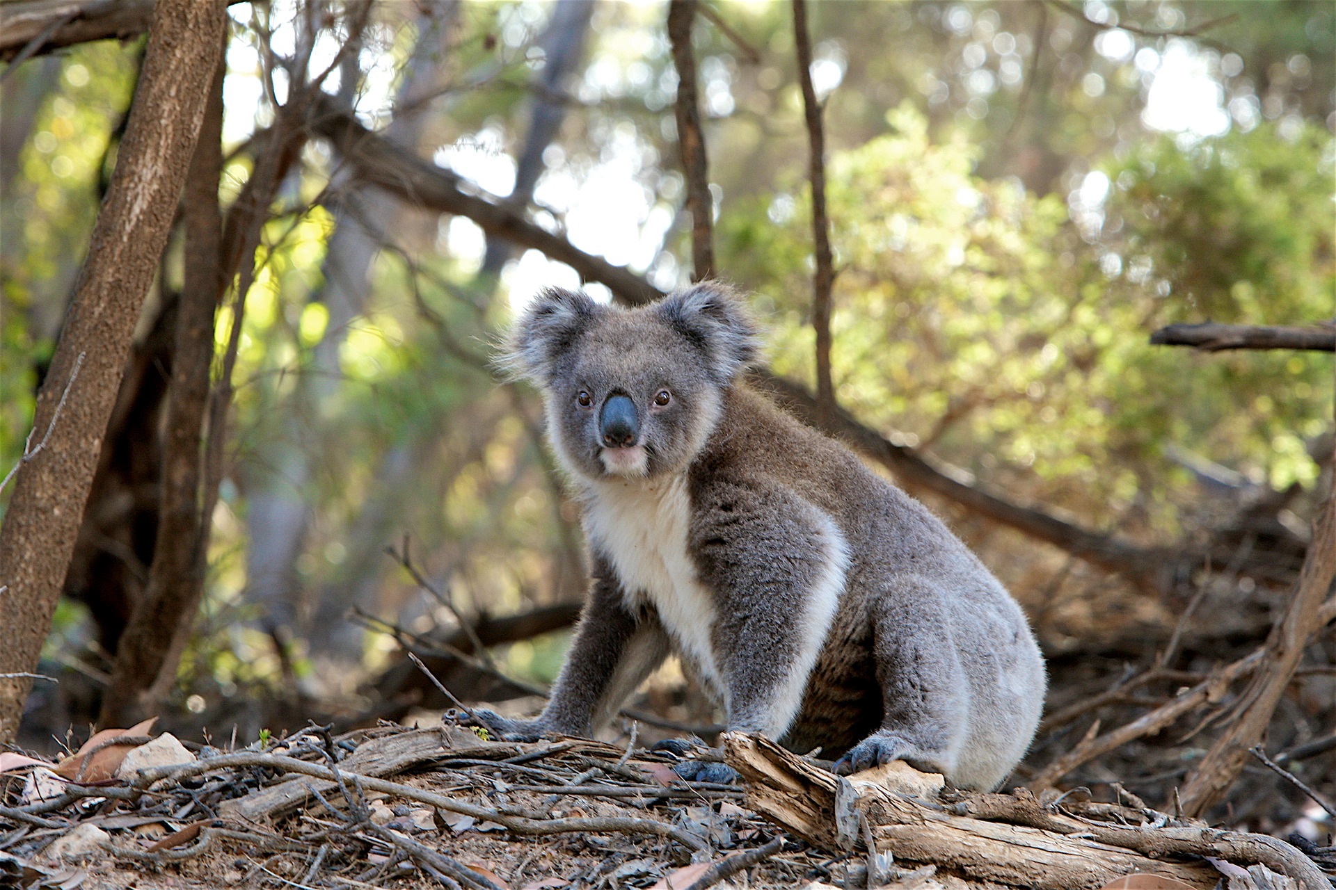 Australia – Un koala devenit celebru după ce a fost salvat din flăcări, a murit