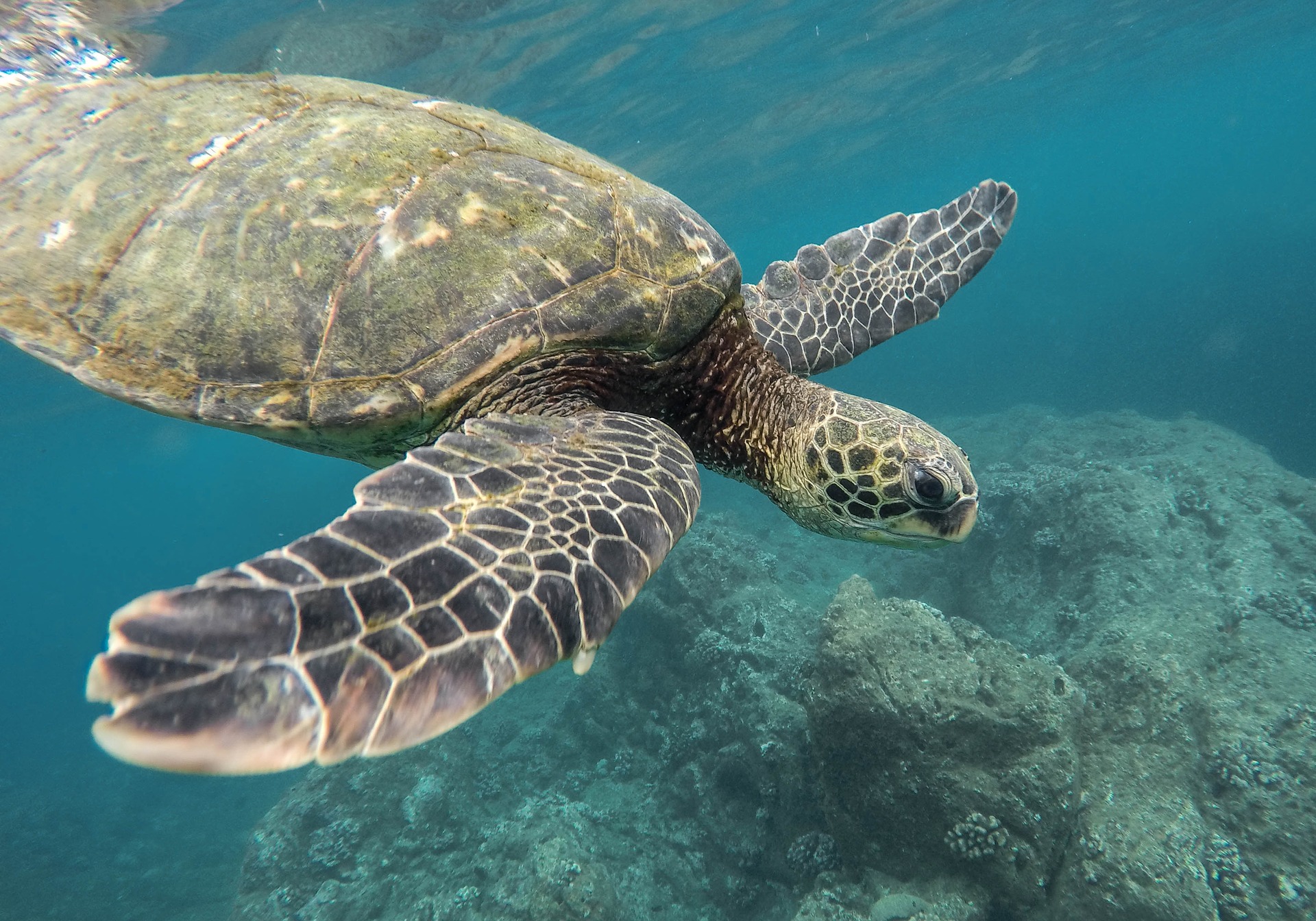 O ţestoasă uriaşă împlineşte 44 de ani de când se află la grădina zoologică din Bristol