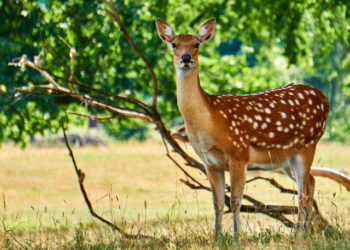 Animalele care călătoresc surprind localnicii din suburbiile interioare din Sydney