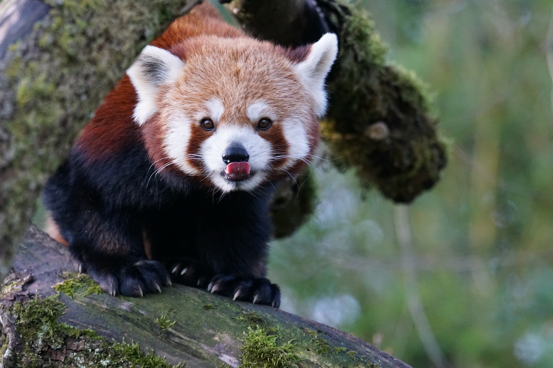 O grădină zoologică din Franța caută un panda roșu care a scăpat din cușcă