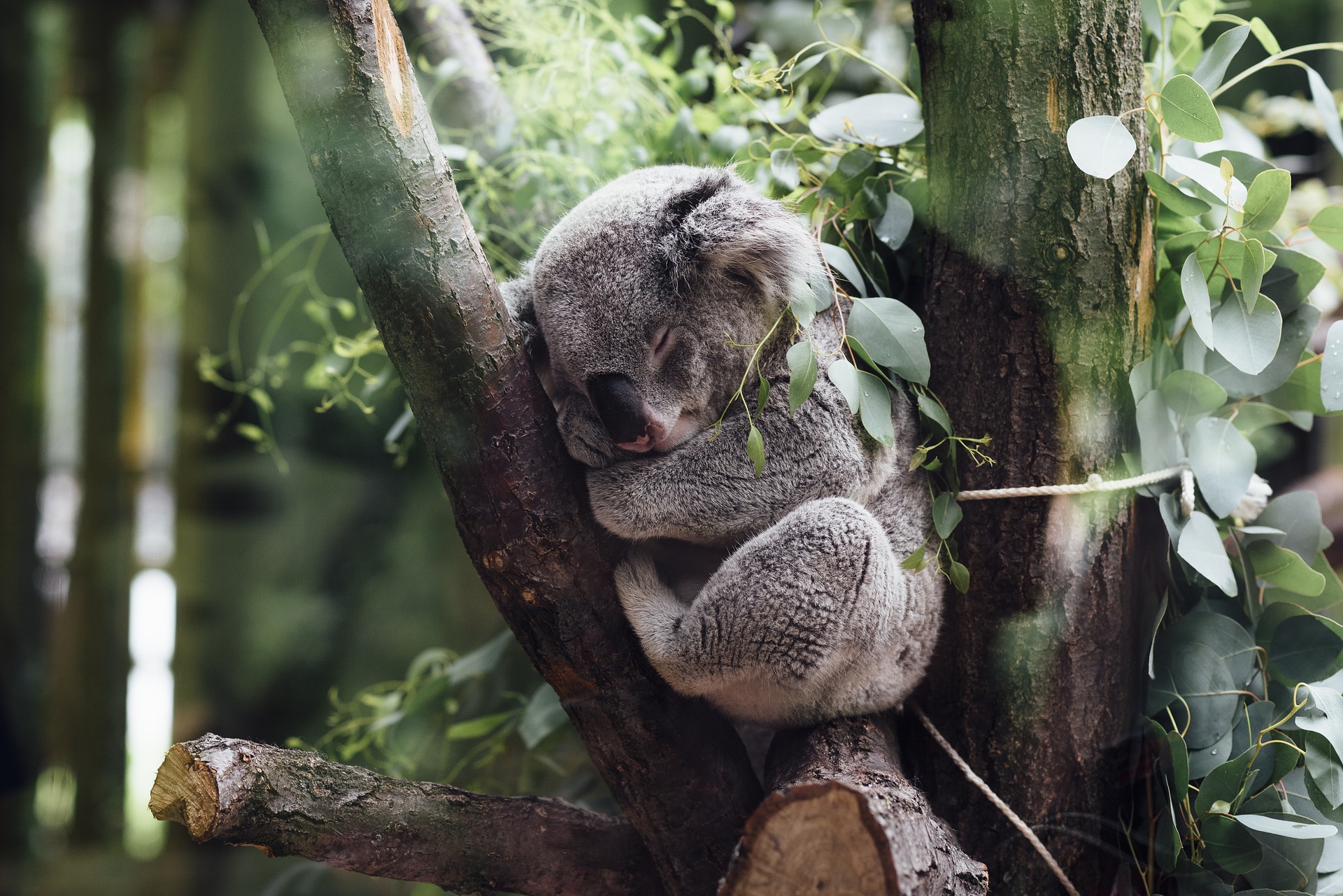 Australia – Mai mulţi koala, salvaţi din incendiile din apropiere de Sydney