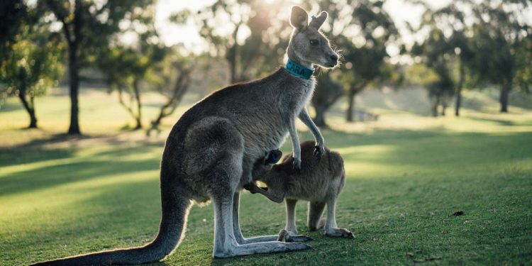 Australia – Sectorul turismului va avea pierderi de 3,1 miliarde de dolari din cauza incendiilor