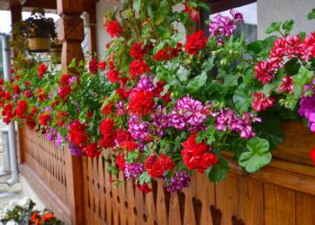 De ce se taie mușcatele pe timp de iarnă