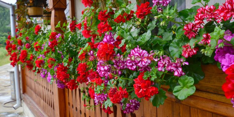 De ce se taie mușcatele pe timp de iarnă