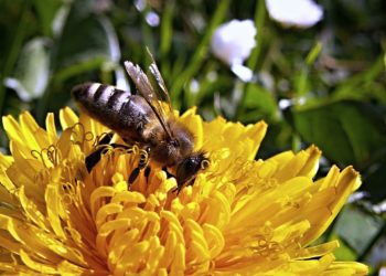 4 diuretice naturale care au efecte garantate