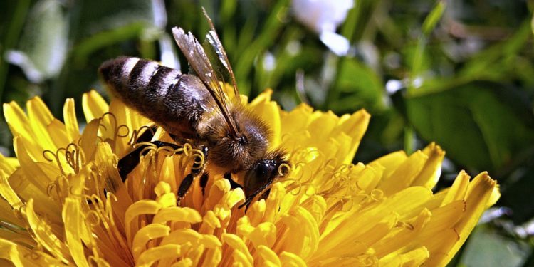 4 diuretice naturale care au efecte garantate