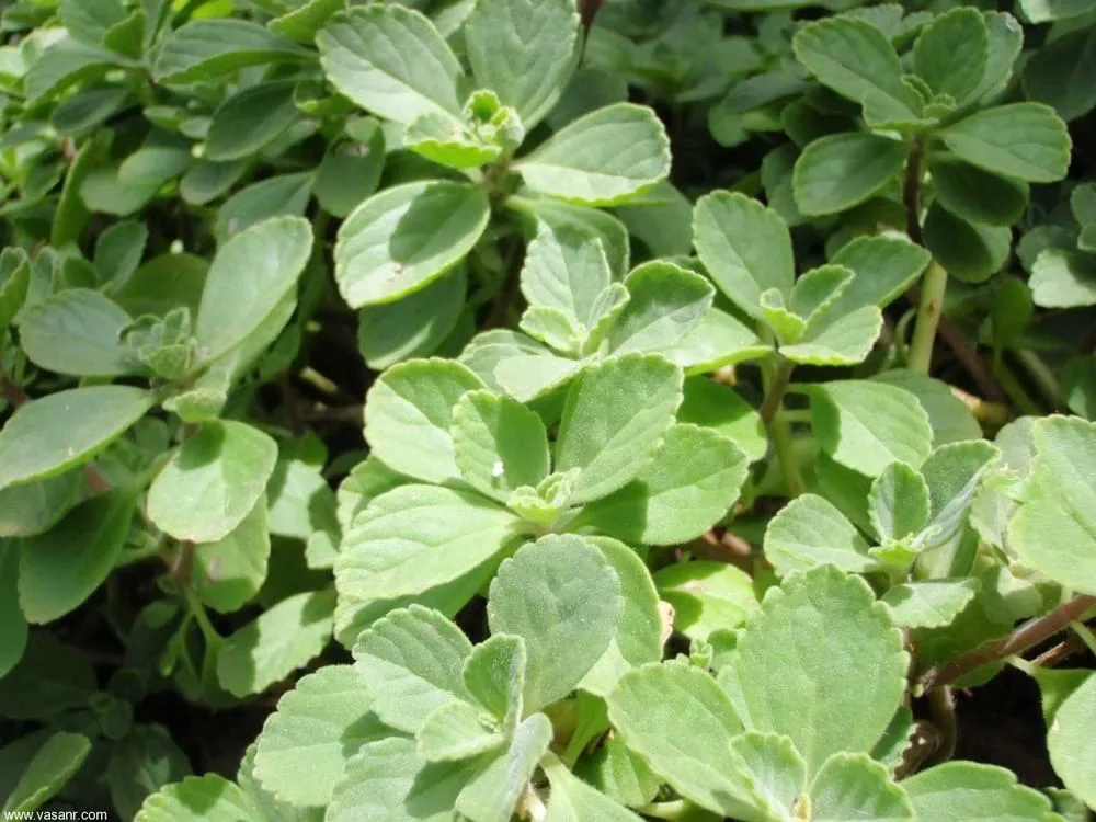 Boldo (Peumus boldus)
