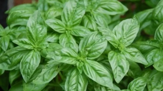 Busuioc